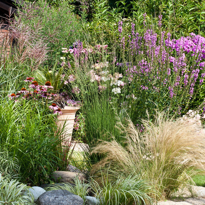No-Fuss Grass: The Beauty of Ornamentals