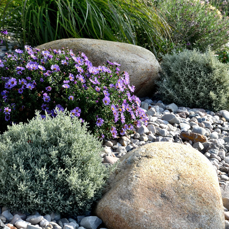 Perennials for Your Rock Garden – Bradford Greenhouses Garden Gallery
