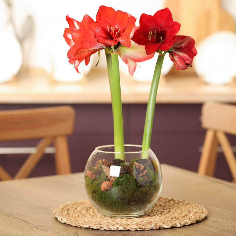 How to Plant an Indoor Amaryllis