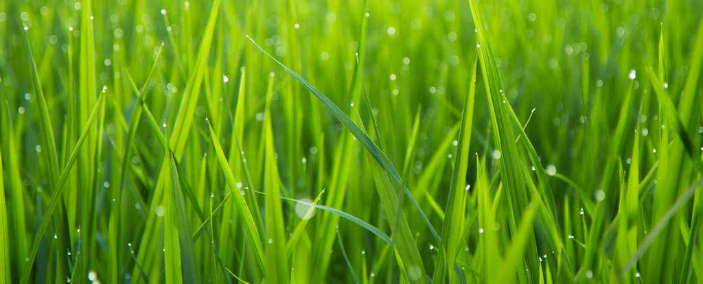 It’s Time for a Spring Lawn Check-Up