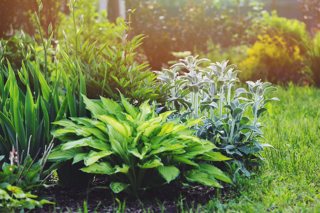 Perennials for Shade