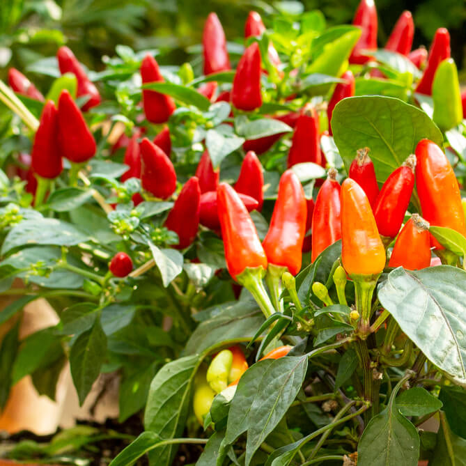 Plant a Hot Pepper Garden