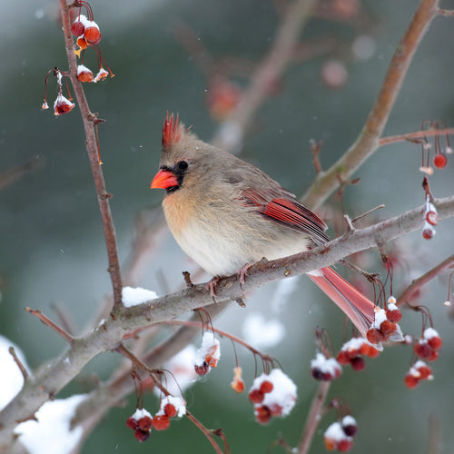 Inviting Birds to Your Garden