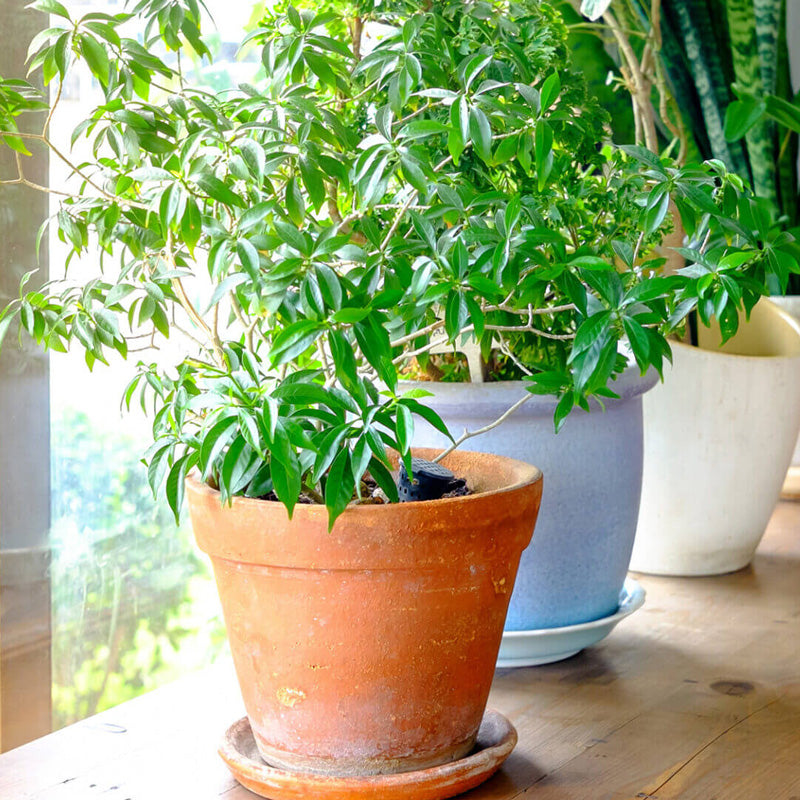 5 Best Plants for Cleaner Air  Bradford Greenhouses Garden Gallery