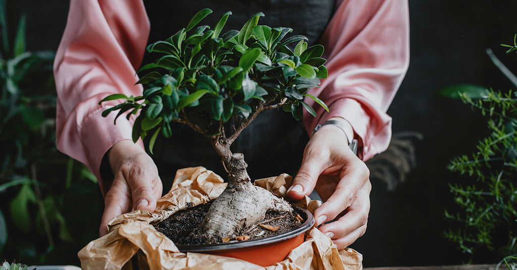 Caring For Your Bonsai