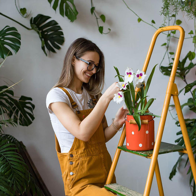 7 Beautiful and Easy to Care for Houseplants