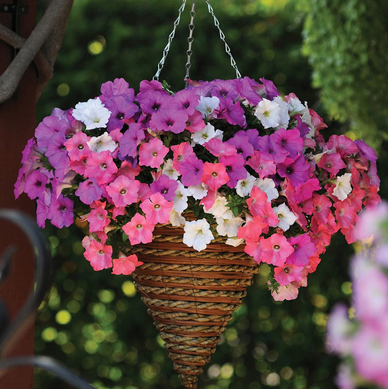 Annuals