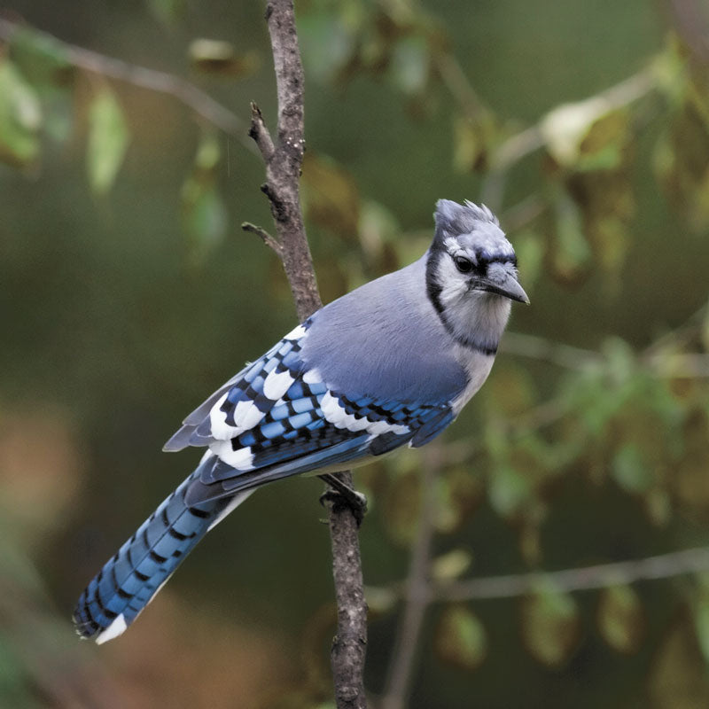 Birding