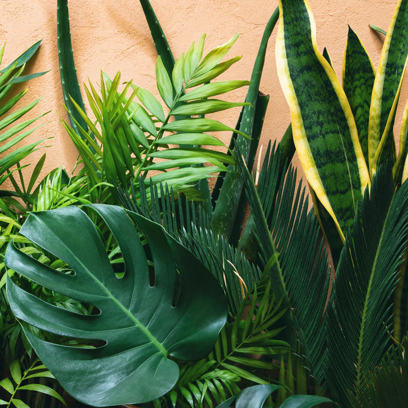 Houseplants