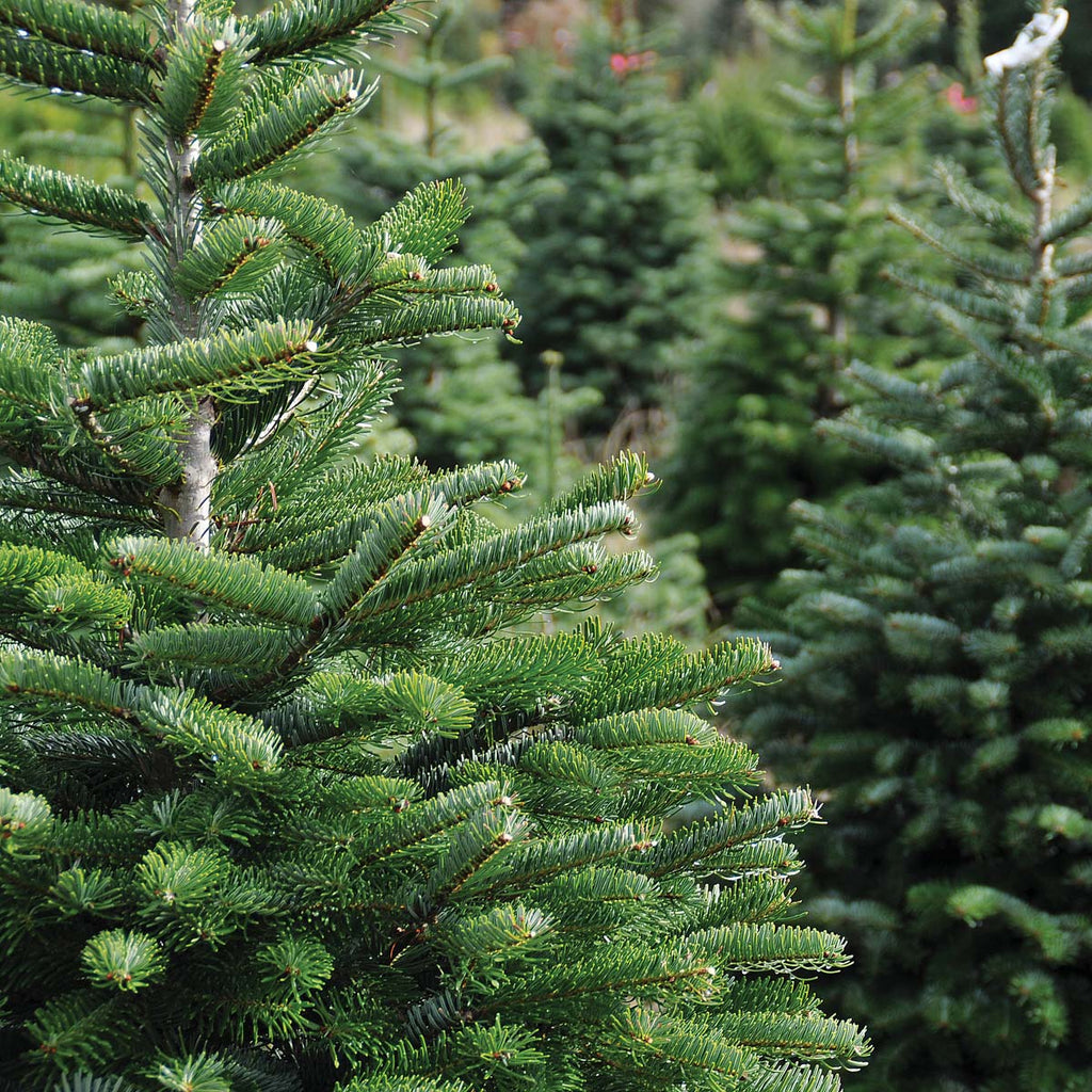 Fresh Christmas Trees, Greenery & Branches