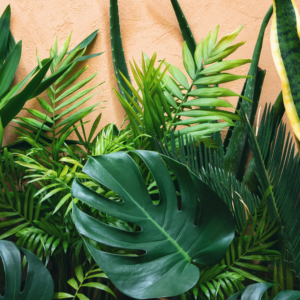 Tropicals