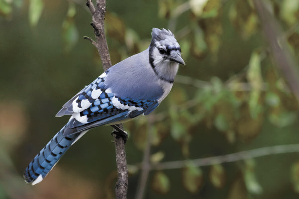 Bird Supplies