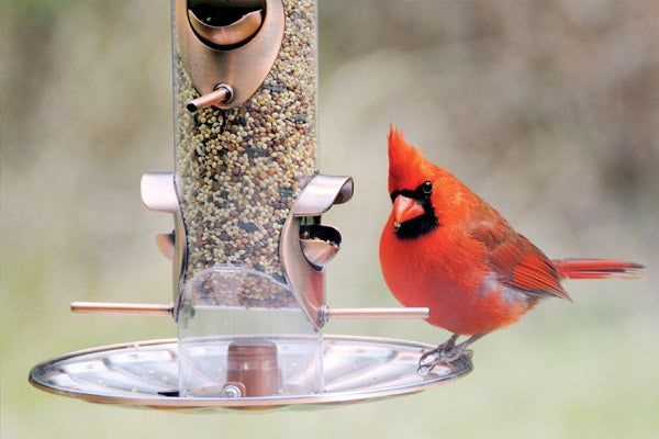 Bird Feeders