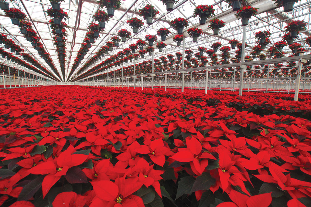 Christmas-Plants-Poinsettias.jpg__PID:26828ff3-604c-4595-91bf-c151fddbefff