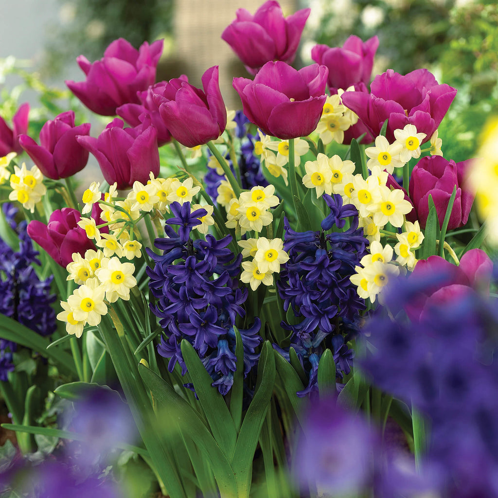 Spring-Bulbs-calypso_breeze__mix_-_hyacinth__daffodil__tulip__-3150x3150-5982673e-e3b9-4d34-94f9-11aa95f4ab0e-web.jpg__PID:481fdfe1-dfb2-4bc8-8b49-49b203c16c59